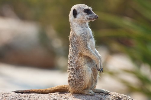 800px-Meerkat_feb_09